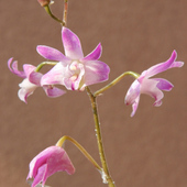 Storczyk-Dendrobium Berry Oda