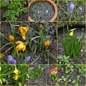 Wiosna w moim ogródku:)