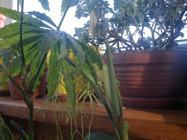 Anthurium polyschistum. zakwitł.