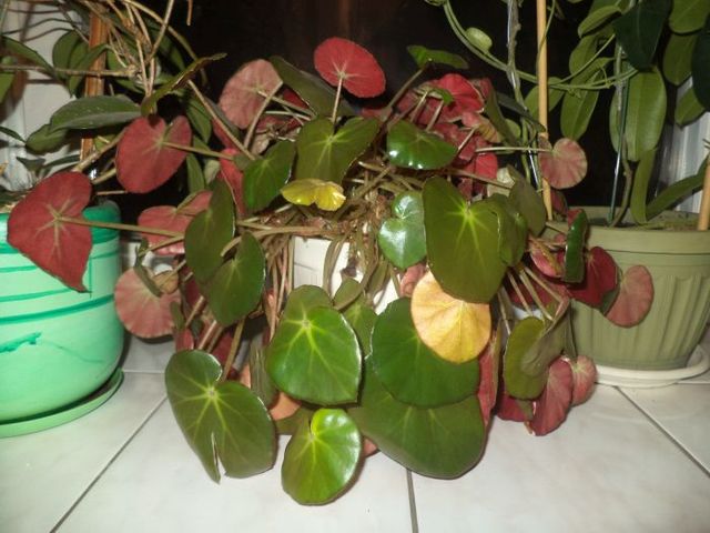 begonia erythophylla