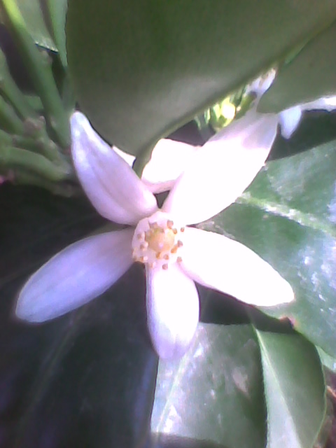 Kalamondynowy kwiatuszek
