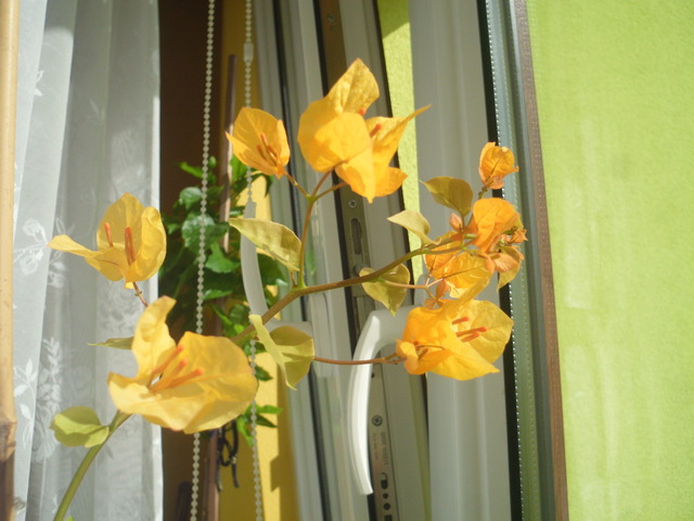 Kwiaty Bugenwilli Golden Tango - trochę się pospieszyła. 