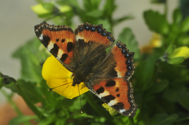 Pierwsze motyle