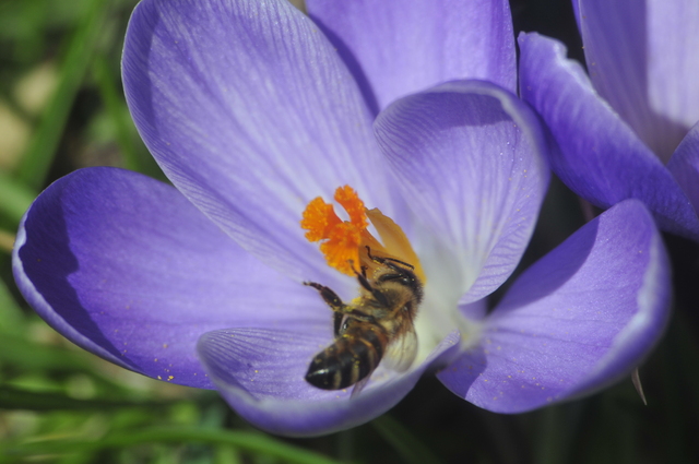 Pracowite pszczółki witają wiosnę