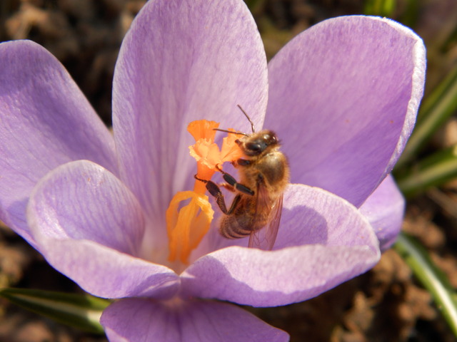 Pszczółki  się uwijają przy pierwszych wiosennych kwiatkach.