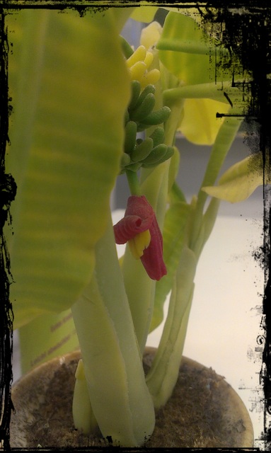 Tak wyglada kwiatek tego mini bananowca