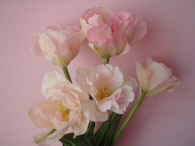 Tulipany Angelika