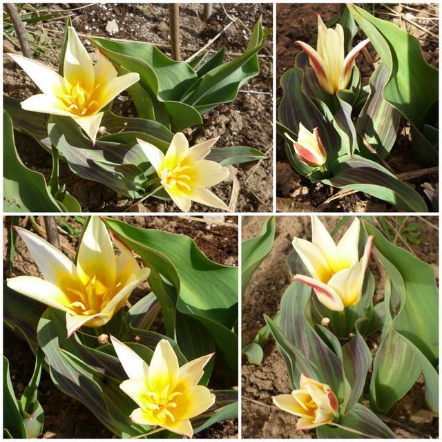 Tulipany botaniczne:)