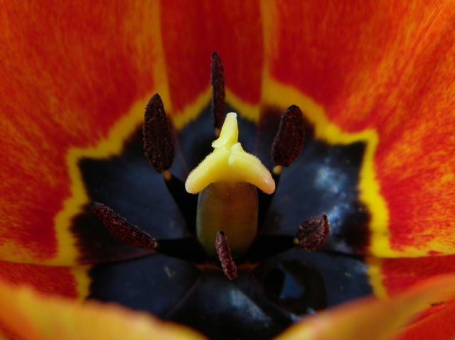 Tulipany1