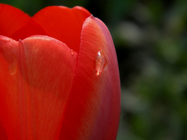 Tulipany2