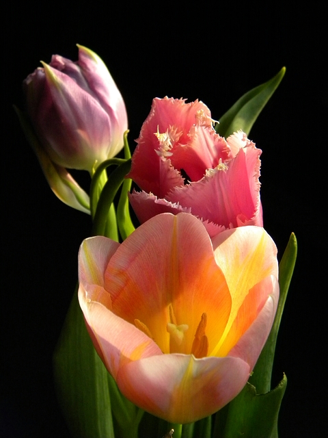 Tulipany4
