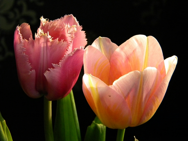 Tulipany5