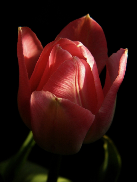 Tulipany6