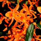  Dendrobium pomarańczowe z wystawy.  Makro.