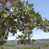 Drzewo owocowe.Mangostan