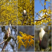 Forsycjowo-magnoliow