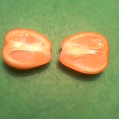 fukushu kumquat owoc w przekroju