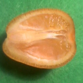 fukushu kumquat połówka owocu