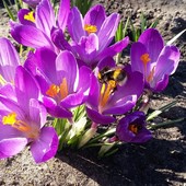 Krokusy i Bączek oznaki wiosny ;)