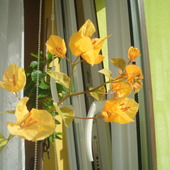 Kwiaty Bugenwilli Golden Tango - trochę się pospieszyła. 