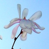  Magnolia.  Makro.
