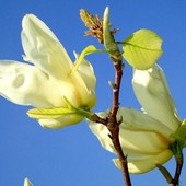  Magnolia odm - Yellow Bird.  Makro.