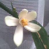 Nieśmiały kwiatuszek cytryny