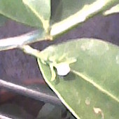 pączek kwiatowy Limonelli