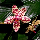 Phalaenopsis lobbii