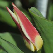 Pierwsze botaniczne tulipany
