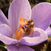 Pszczółki  się uwijają przy pierwszych wiosennych kwiatkach.
