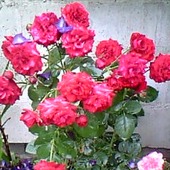 Razem z tymi rózyczkami życzę na caly tydzień miłośnikom kwiatów dużo uśmiechui dużżżo słoneczka-:)