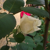 Różane pazurki:)