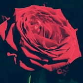 Róże2