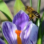 Sesja z pszczółką