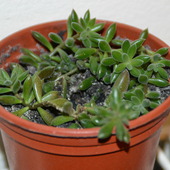 sinocrassula yunnanensis.