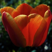 Tulipany3