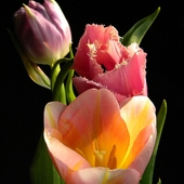 Tulipany4