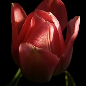 Tulipany6
