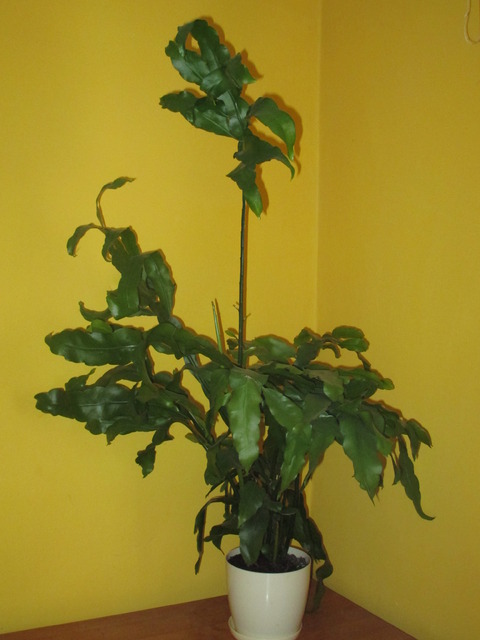  Epiphyllum oxypetalum