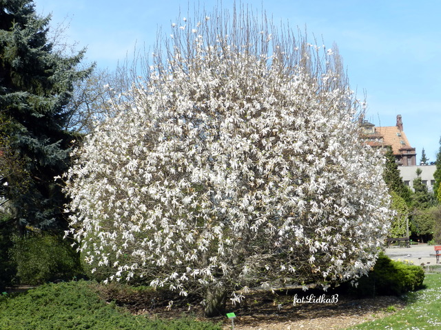 Magnolia       -    Ogród Botaniczny we Wrocławiu