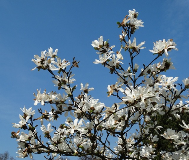 Magnolia w ŁOB