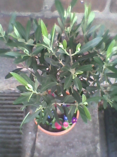 Oliwka europejska  (drzewo oliwne-Olea europaea ) w wiosennej odsłonie ;)