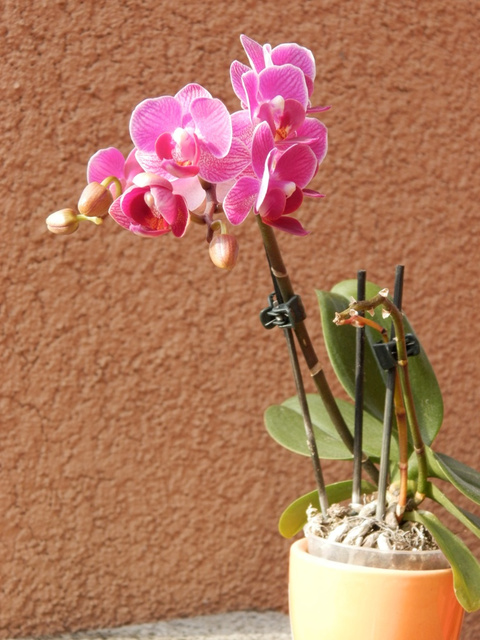 Storczyk- phalaenopsis- miniaturka.
