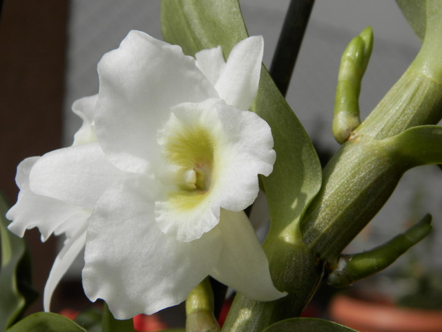 Storczyk-Dendrobium nobile