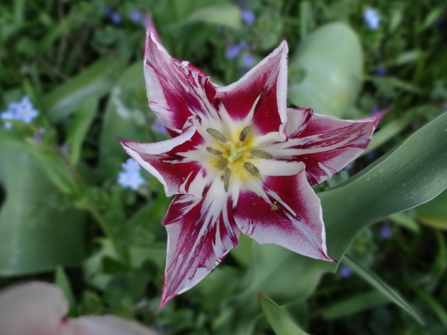 tulipanowa gwiazdka