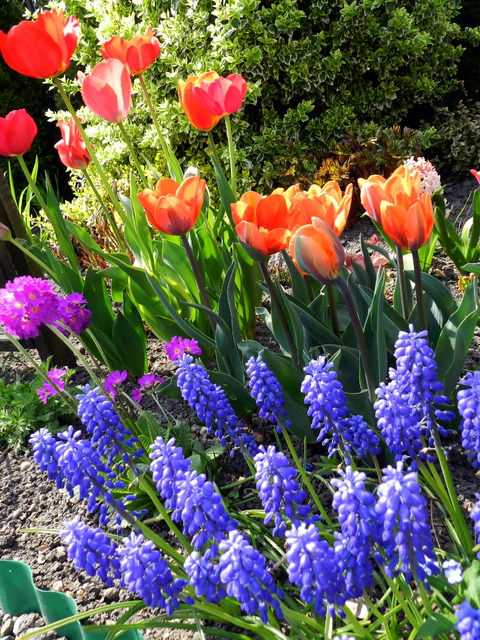 Tulipany i szafirki w moim ogrodzie