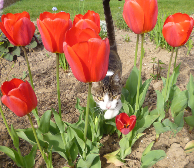 Tulipany i...Tulipani:)