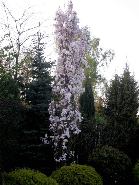 Wiśnia piłkowana Amanogawa -Prunus serrulata Amanogawa