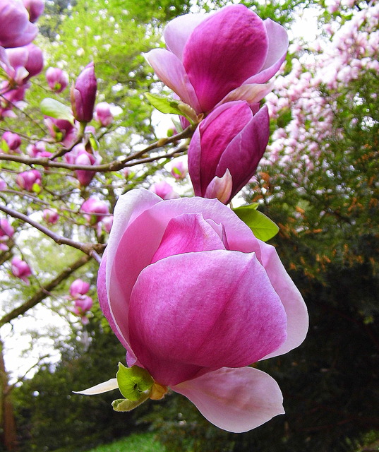 Z magnoliowego raju :)